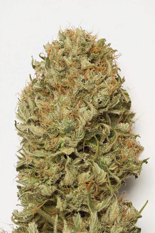 Blue Dream Auto ( Humboldt Seeds ) - Vaporium Growshop