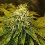 Chrystal FEM ( Nirvana Seeds ) - Vaporium Growshop