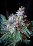 Cream Caramel FEM ( Sweet Seeds ) - Vaporium Growshop