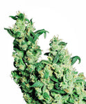 Jack Herer FEM ( Sensi Seeds ) - Vaporium Growshop