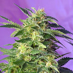 Killer Kush Auto ( Sweet Seeds ) - Vaporium Growshop