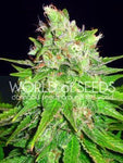 Mazar x Great White Shark FEM ( World Of Seeds ) - Vaporium Growshop