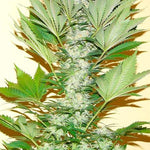 Misty Kush FEM ( Nirvana Seeds ) - Vaporium Growshop