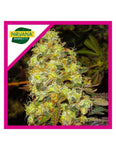 Ice FEM ( Nirvana Seeds ) - Vaporium Growshop