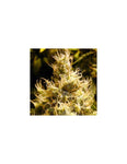 Wonder Woman FEM ( Nirvana Seeds ) - Vaporium Growshop