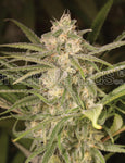 No Name Auto ( Medical Seeds ) - Vaporium Growshop