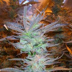 Pakistan Valley FEM ( World Of Seeds ) - Vaporium Growshop