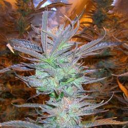 Pakistan Valley FEM ( World Of Seeds ) - Vaporium Growshop