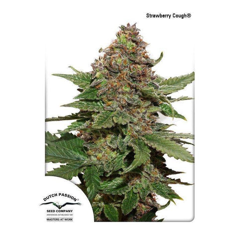 Strawberry Cough FEM (  Dutch Passion Seeds  ) - Vaporium Growshop