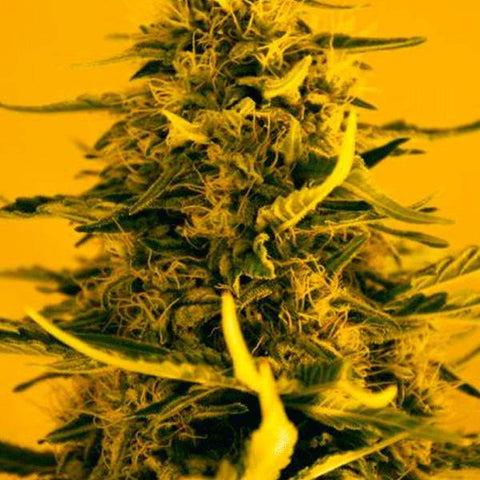 White Widow FEM ( Nirvana Seeds ) - Vaporium Growshop